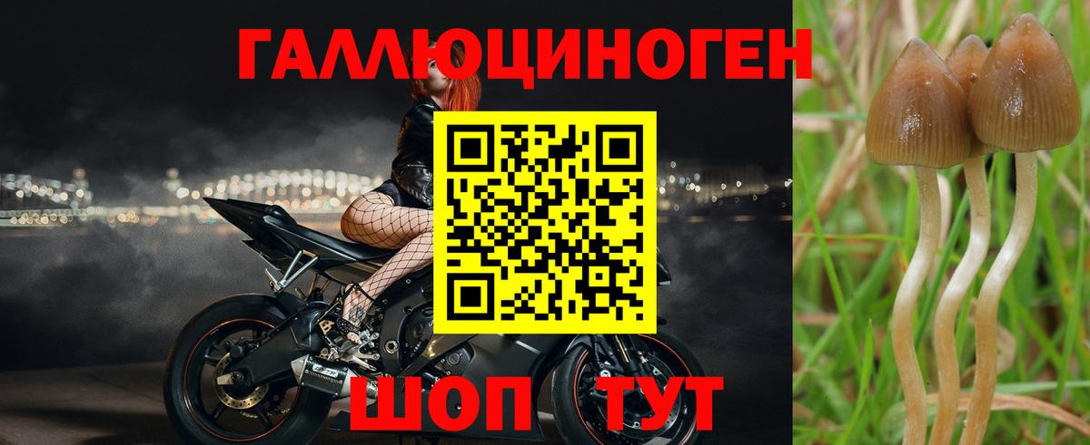 Галлюциногенные грибы Psilocybe  Псилоцибиновые грибы мицелий  Вход с VPN  Коркино 